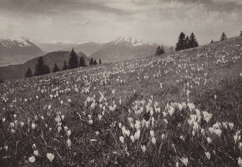 Rigi Kaltbad, Fruhling (s/hvitt bilde) av Jean Gaberell