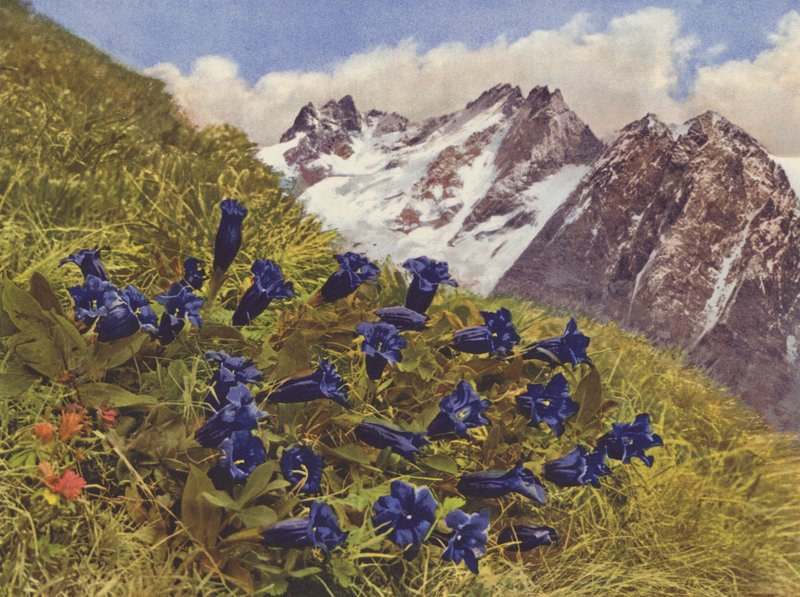 Sveits: Gentian (fargebilde) av Jean Gaberell