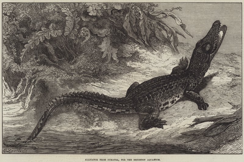 Alligator fra Sumatra, for Brighton Aquarium av Johann Baptist Zwecker