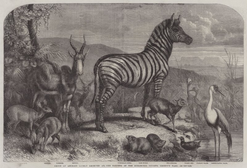 Gruppe av dyr nylig mottatt i Gardens of the Zoological Society, Regent