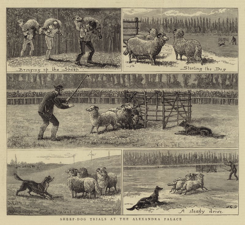 Sau-hundprøver på Alexandra-palasset av John Charles Dollman