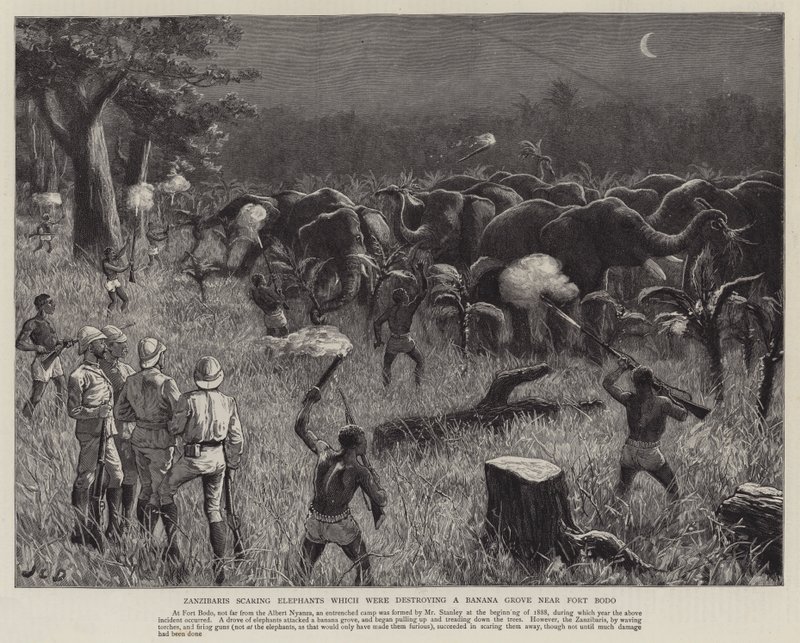 Zanzibarer skremte elefanter som ødela en bananlund nær Fort Bodo av John Charles Dollman