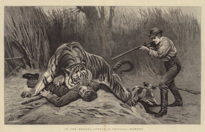 I Bengal-jungelen, et kritisk øyeblikk av John Charlton