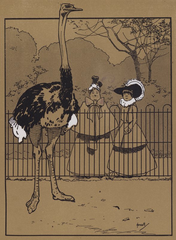 Strutsefjær (farge litho) av John Hassall