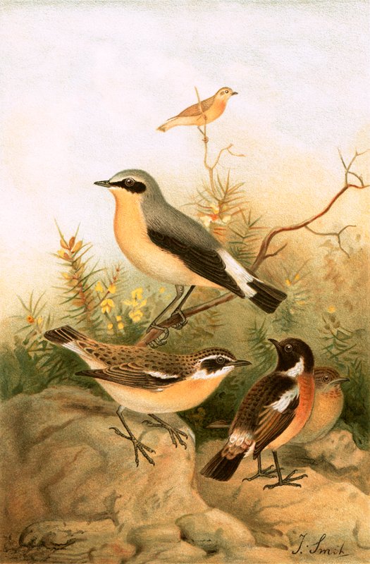 Hvitear, steinsnat og whinchat av Joseph Smit