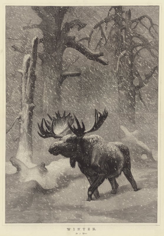 Vinter av Joseph Wolf