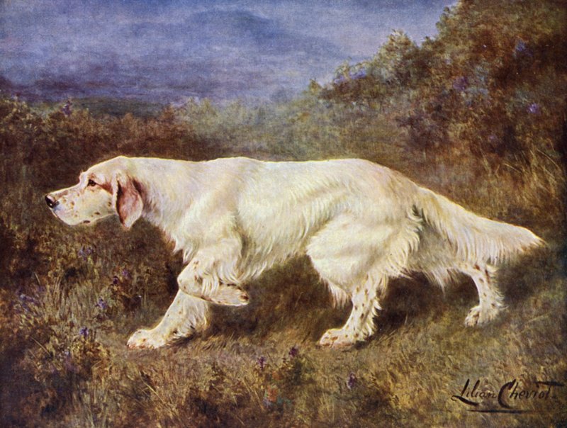 Mr J J Holgates typiske engelske setter Mallwyd Ned av Lilian Cheviot