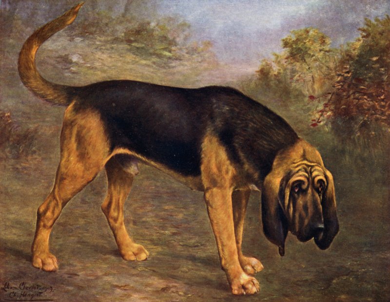 Bloodhound Champion Hengist av Lilian Cheviot