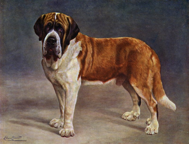 The Smooth Coated St Bernard Champion the Viking av Lilian Cheviot