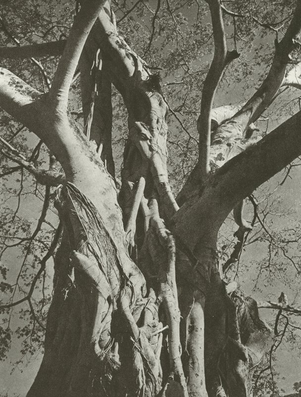 Banyan-tre (s/hvitt-bilde) av Lionel Wendt