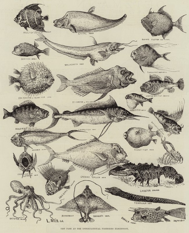 Odd Fish på den internasjonale fiskeriutstillingen av Louis Wain