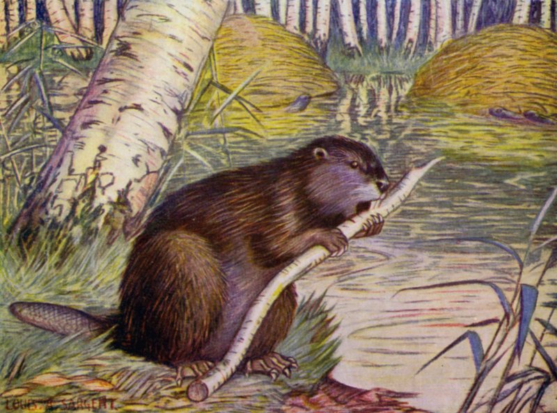 At the Zoo: Beaver (farge litho) av Louis Augustus Sargent