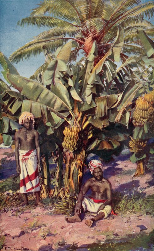 En bananplantasje, Fiji (farge litho) av Louis Fairfax Muckley