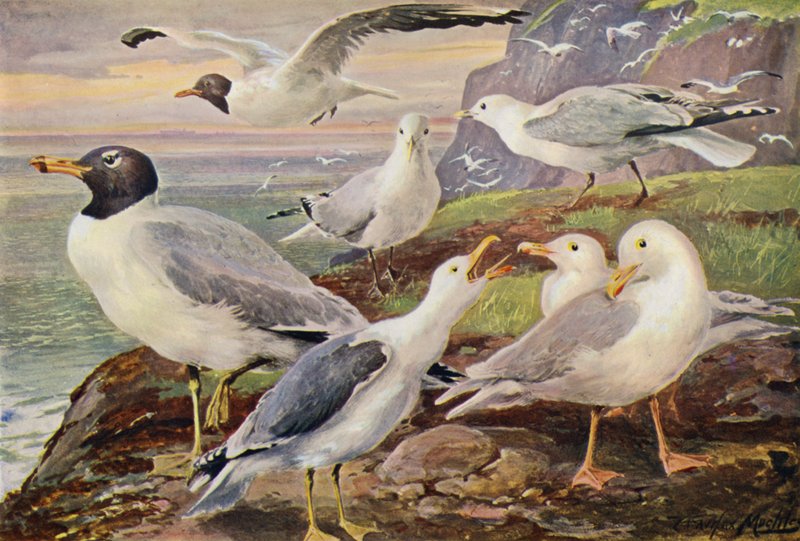 Måker (farge litho) av Louis Fairfax Muckley