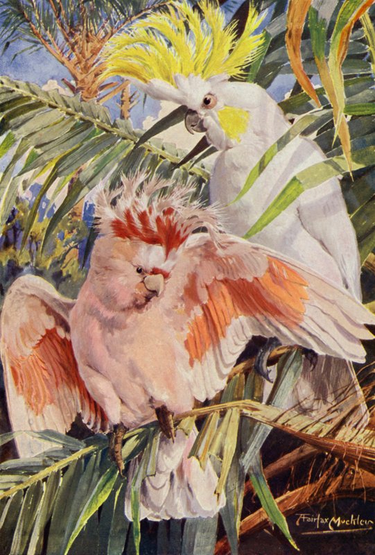 Kakaduen (farge litho) av Louis Fairfax Muckley
