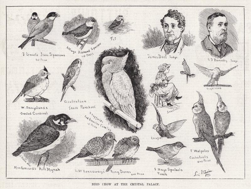 Fugleshow på Crystal Palace (gravering) av Louis Wain