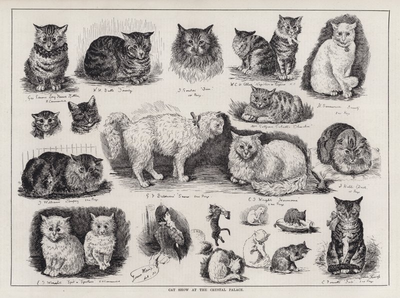 Cat Show på Crystal Palace (gravering) av Louis Wain