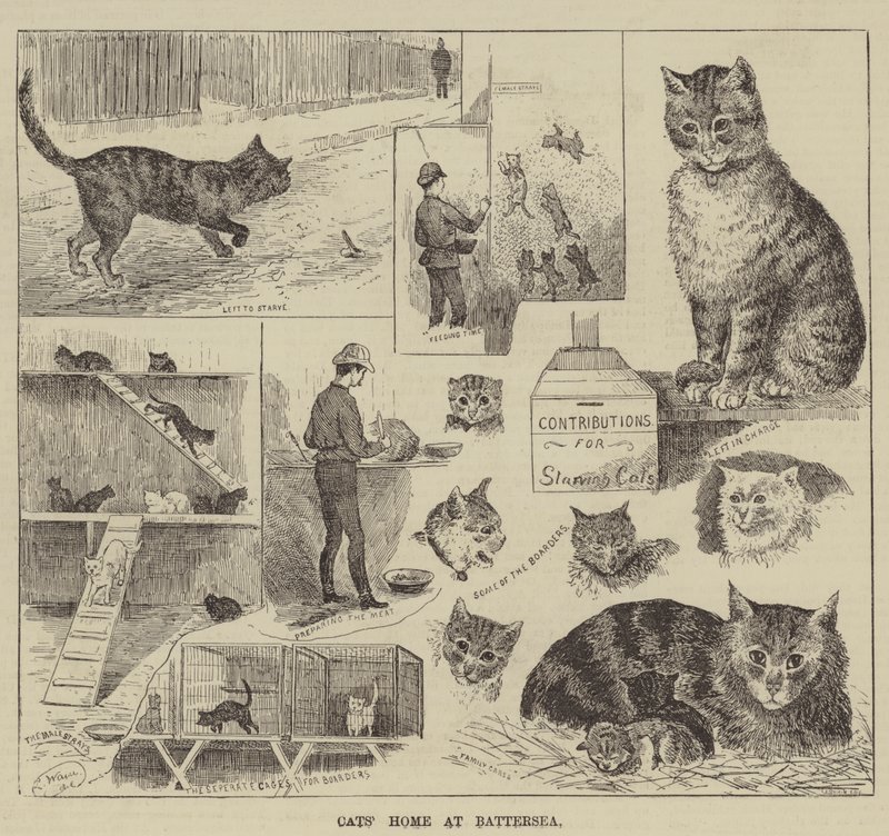 Cats