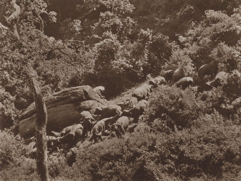 Buffalo i omslag av Marcuswell Maxwell