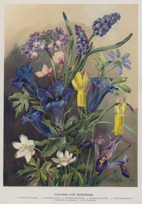 Blomster til Rockwork av Marie Low