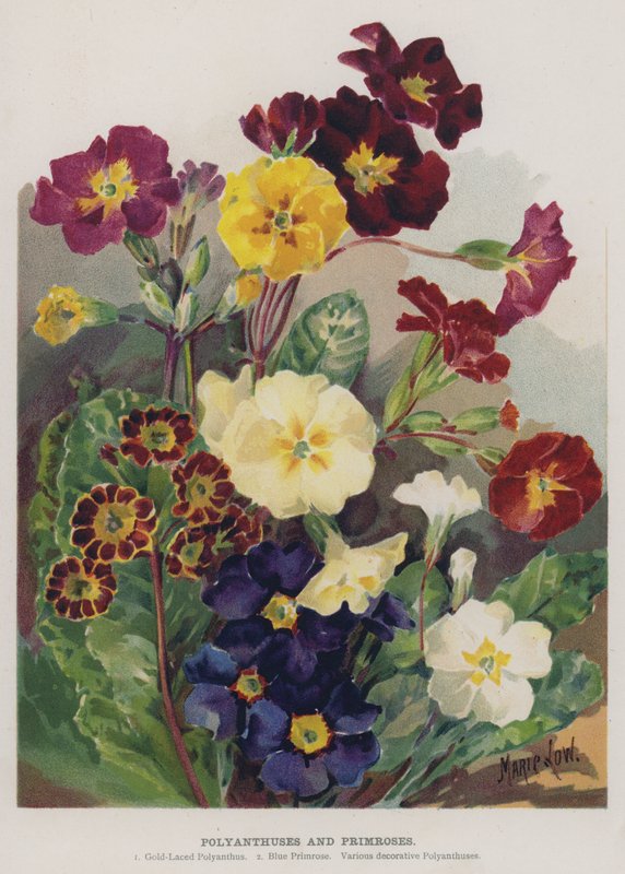 Polyanthuser og Primroser av Marie Low