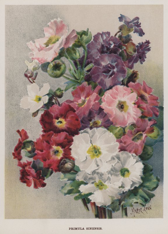 Primula Sinensis av Marie Low