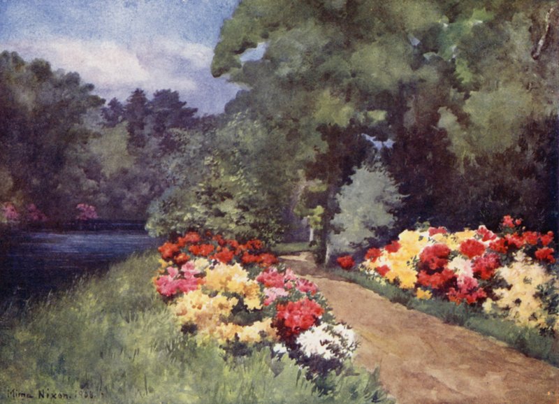 Asalea, Het Loo (farge litho) av Mima Nixon
