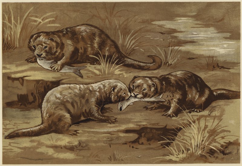 Om oter (litho) av N. Parker