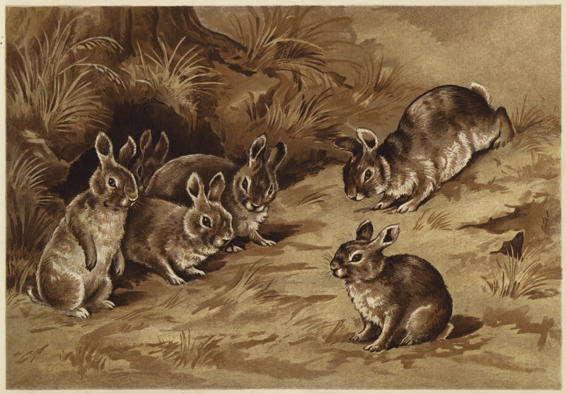 Babykaniner (litho) av N. Parker