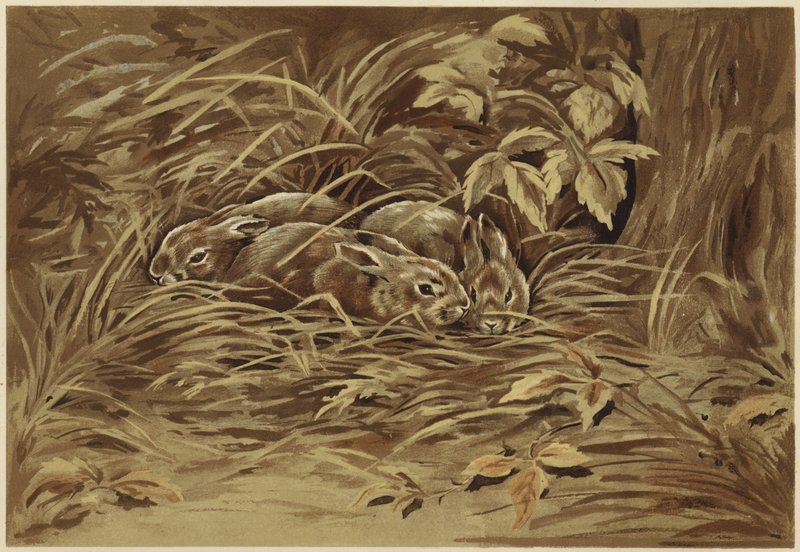 Små harer (litho) av N. Parker
