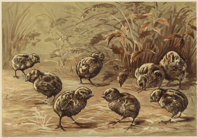 Rapphønemor (litho) av N. Parker