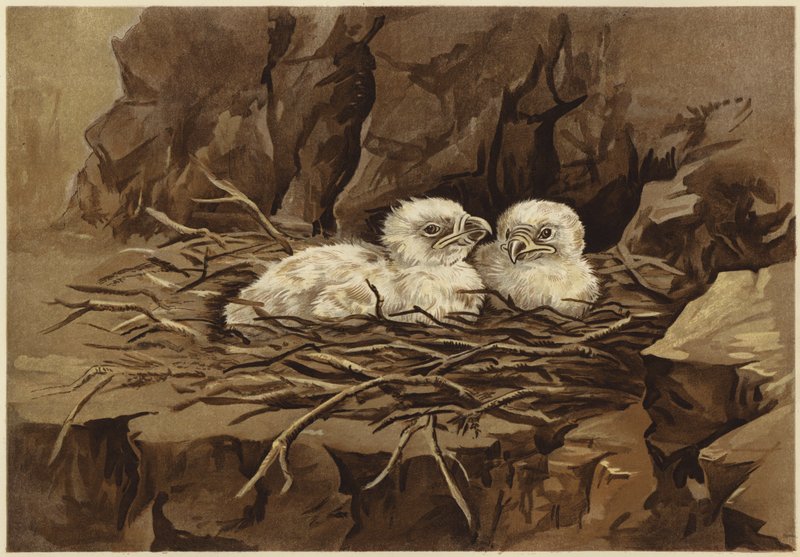 Ørnens eyrie (litho) av N. Parker