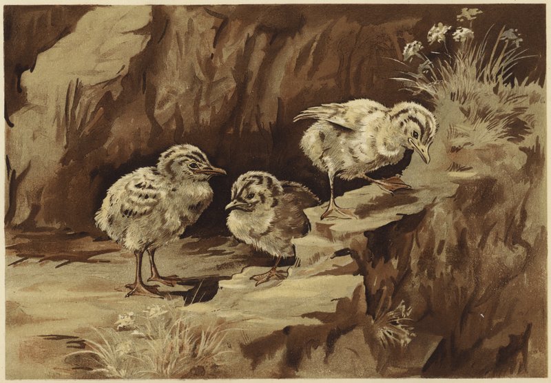 Måkenes stein (litho) av N. Parker