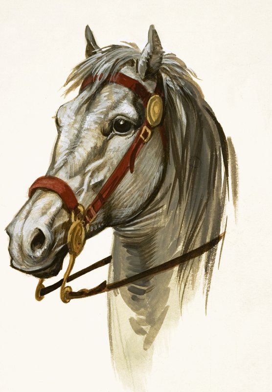 Uidentifisert hest av Peter Jackson