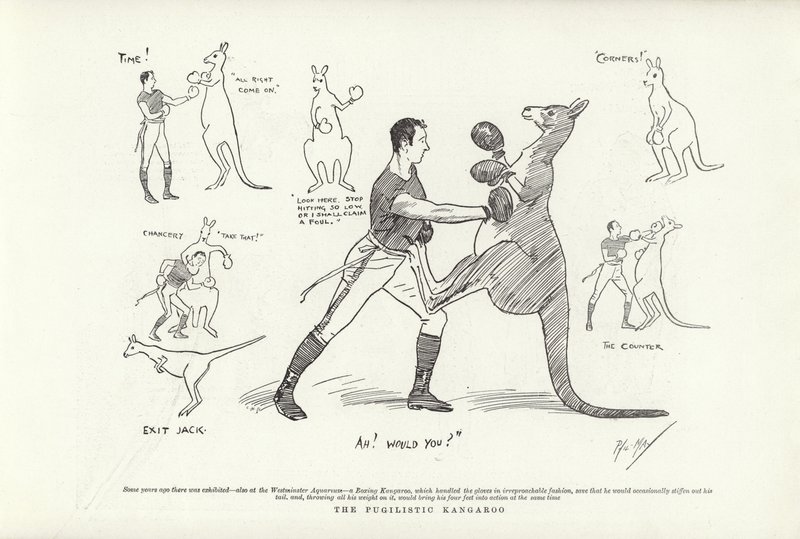 Den pugilistiske kenguruen av Phil May
