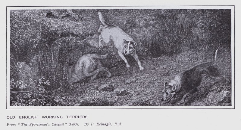 Old English Working Terrier (litho) av Philip (after) Reinagle