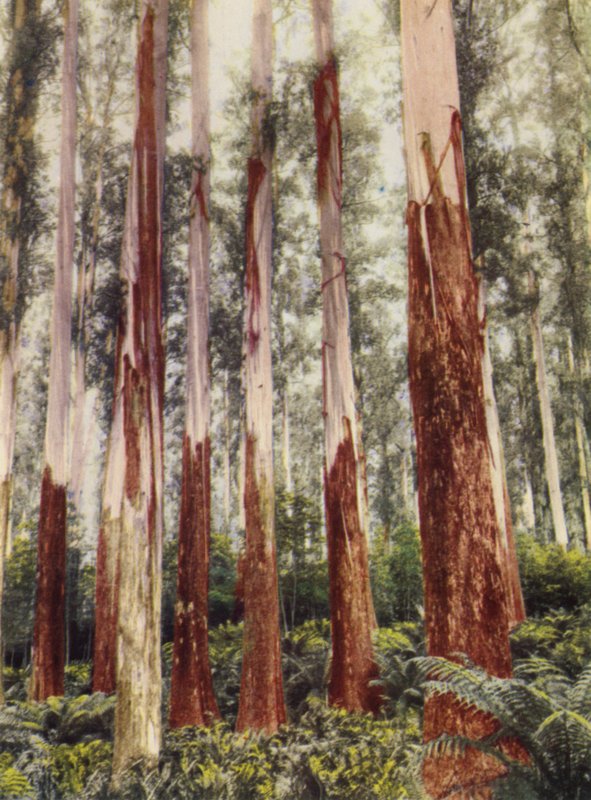 A Forest Glen (fargebilde) av Photographer Australian