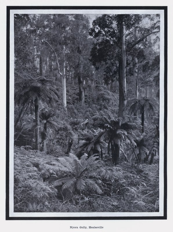Nyora Gully, Healesville (s/hvitt bilde) av Photographer Australian