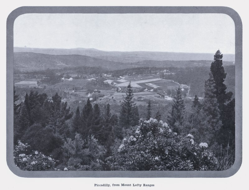 Piccadilly, fra Mount Lofty Ranges (s/hvitt bilde) av Photographer Australian