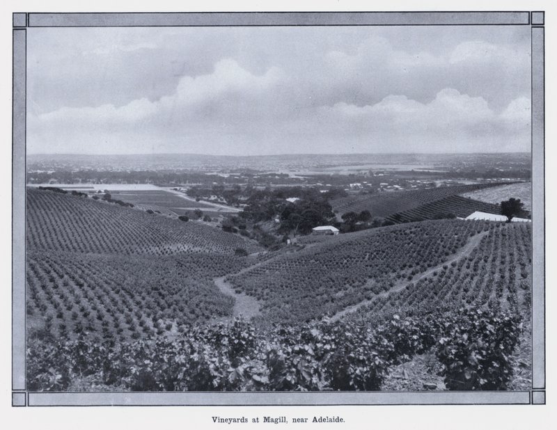 Vingårder ved Magill, nær Adelaide (s/hvitt bilde) av Photographer Australian