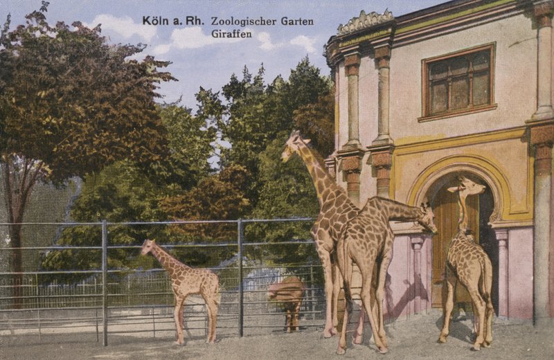 Köln Zoo, Giraffer (bilde) av Photographer German
