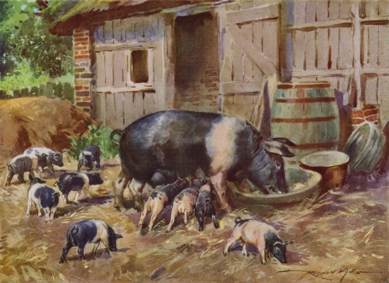 Illustrasjon for My Farm (farge litho) av Reginald Mills