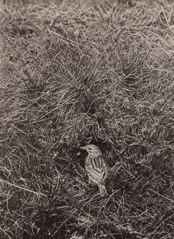 Meadow Pipit (s/hvitt bilde) av Richard and Cherry Kearton