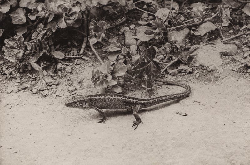 Sandøgle (s/hvitt bilde) av Richard and Cherry Kearton
