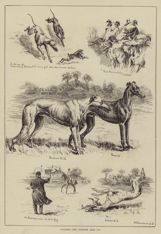Coursing, Gosforth Gold Cup av S.T. Dadd