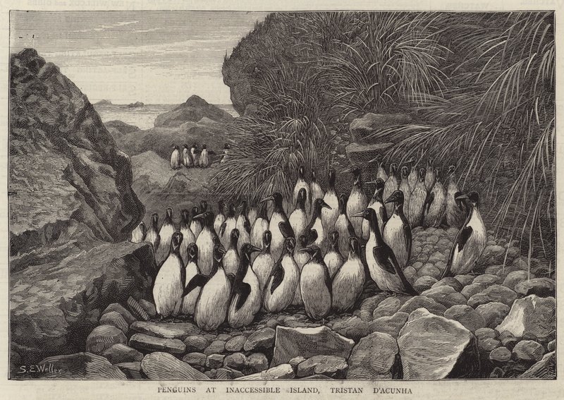 Pingviner på Inaccessible Island, Tristan D