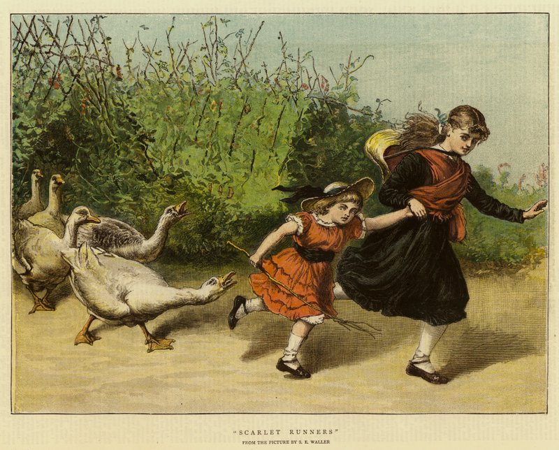Scarlet Runners av Samuel Edmund Waller