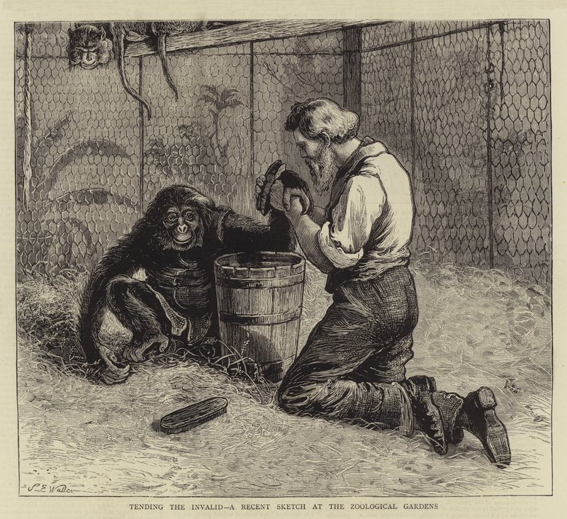 Tending the Invalid, en nylig skisse ved Zoological Gardens av Samuel Edmund Waller