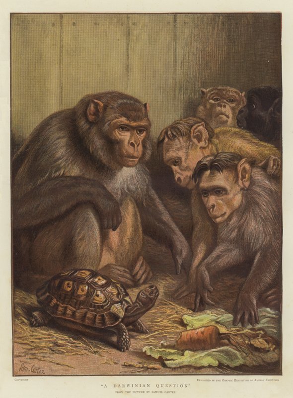 Et darwinistisk spørsmål (chromolitho) av Samuel John Carter