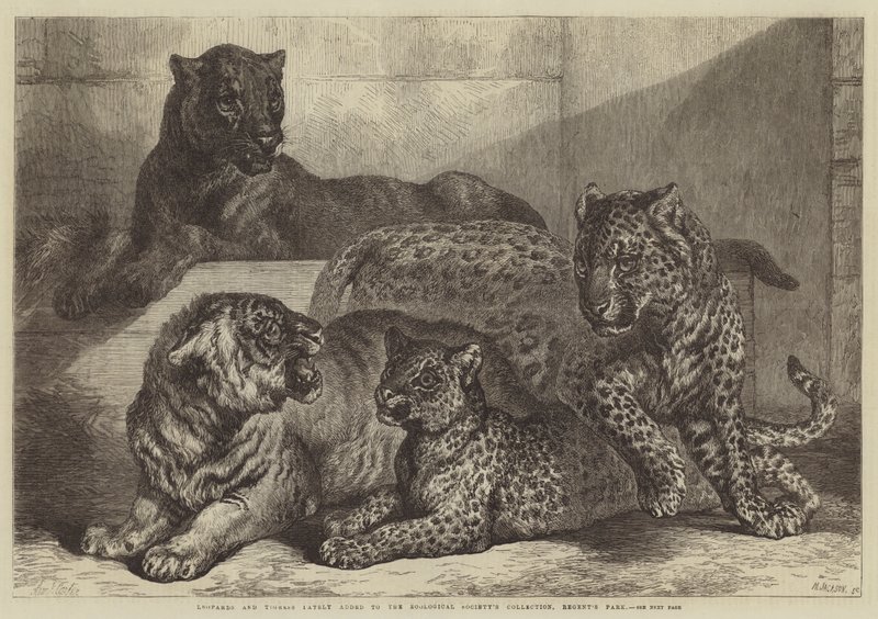 Leoparder og Tigress har nylig lagt til Zoological Societys samling, Regent